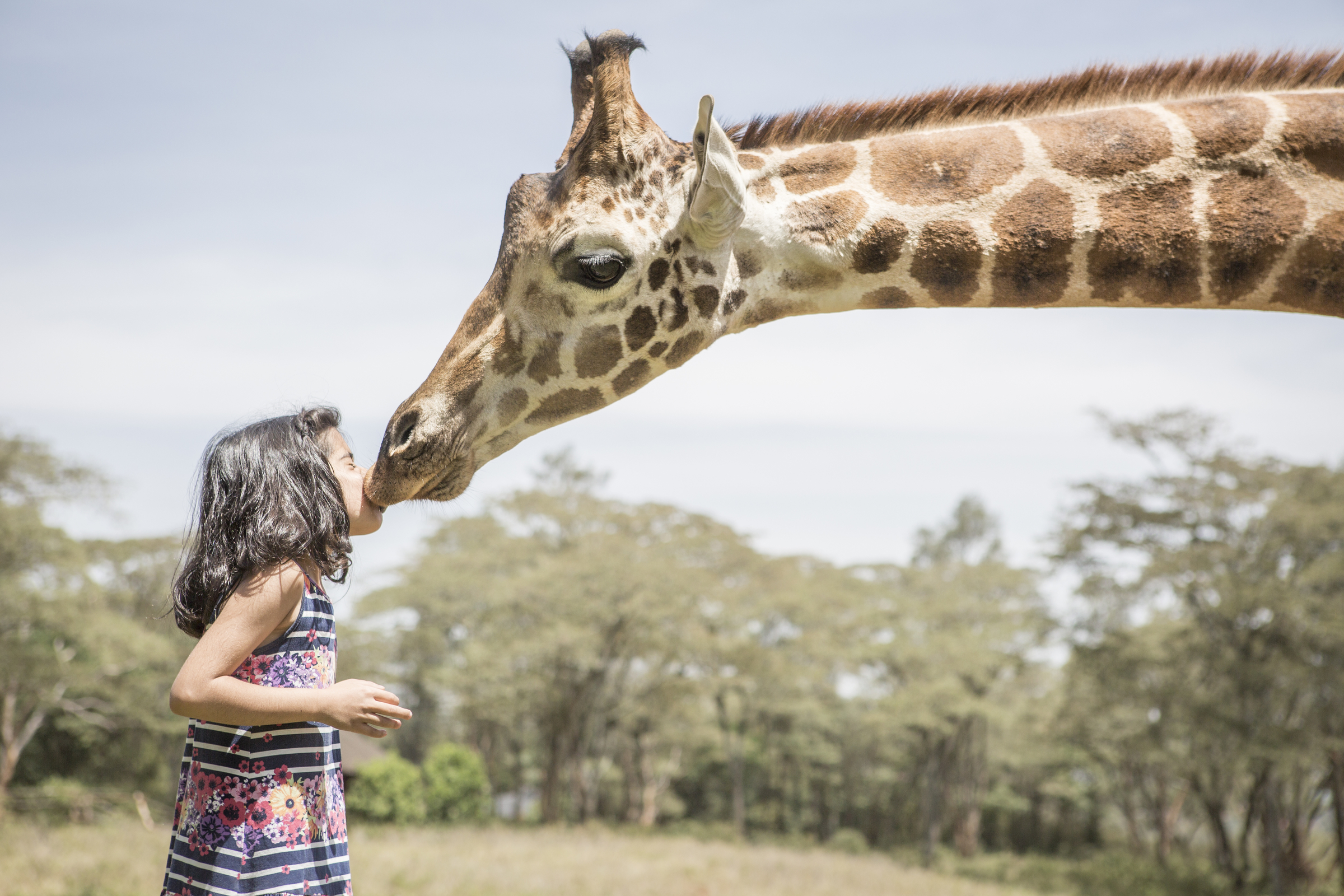 Giraffe kissing Guest