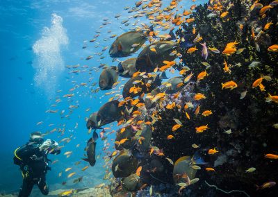 Underwater diver and fish