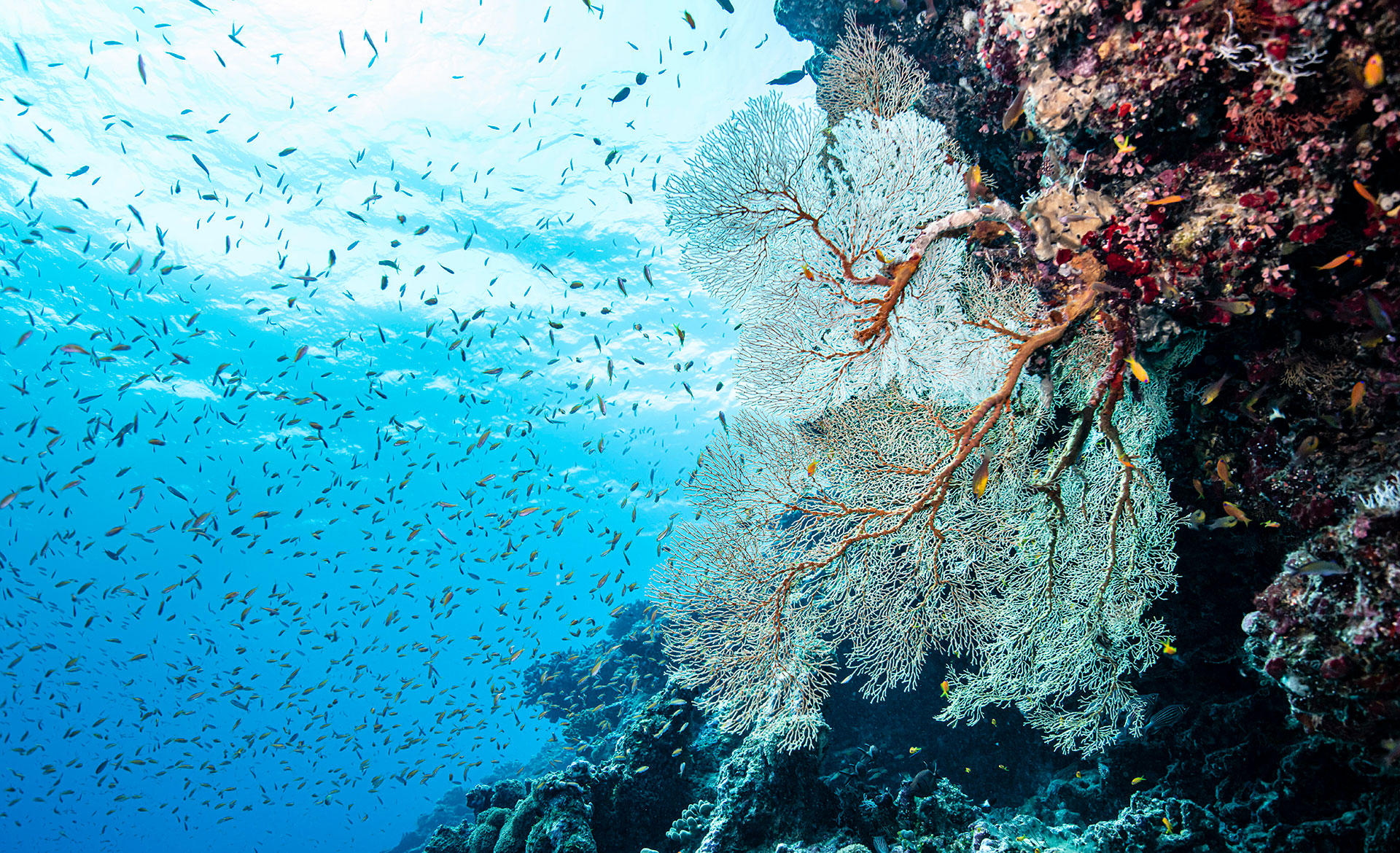 Alphonse Island Lodge