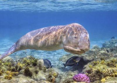 Itineraries dream vacations