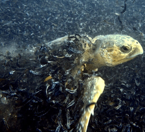 Mozambique Adventures