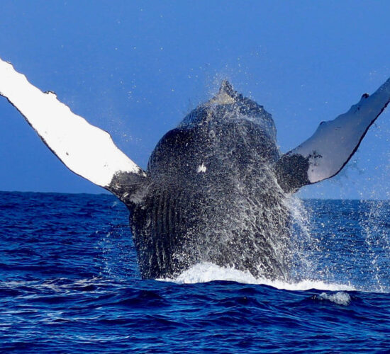 Mozambique Adventures