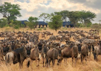 Wildebeest migration