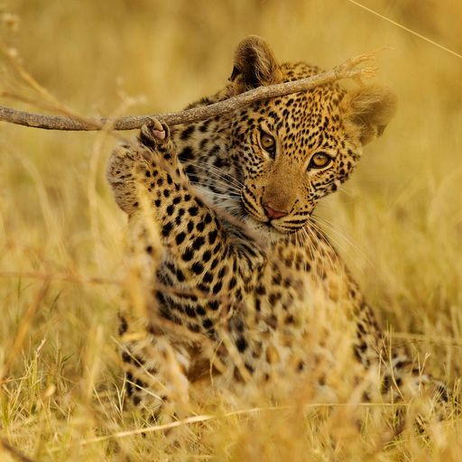 Shinde Camp Botswana