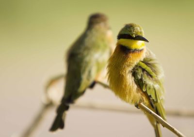 Shinde Camp Botswana