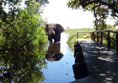 Shinde Camp Botswana