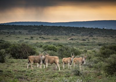 Kwandwe Private Game Reserve