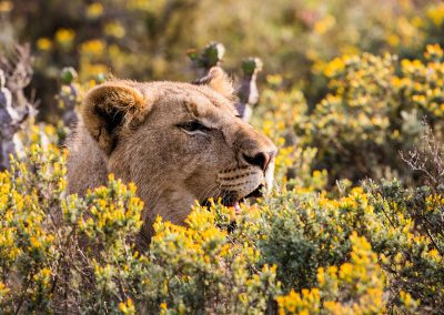 Kwandwe Private Game Reserve