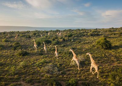 Kwandwe Private Game Reserve