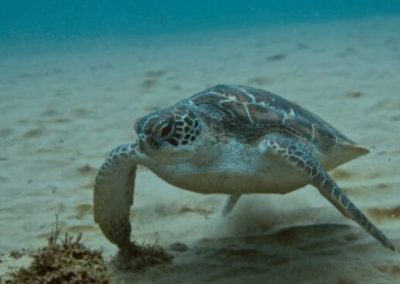 Mozambique Adventures