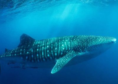 Mozambique Adventures