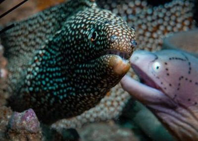 Mozambique Adventures