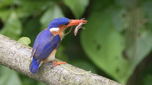 Principe Consevation São Tomé and Príncipe