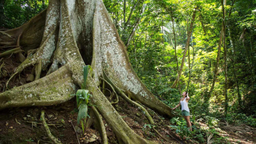 Principe Rainforest São Tomé and Príncipe