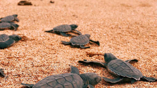 Principe Turtle Consevation São Tomé and Príncipe