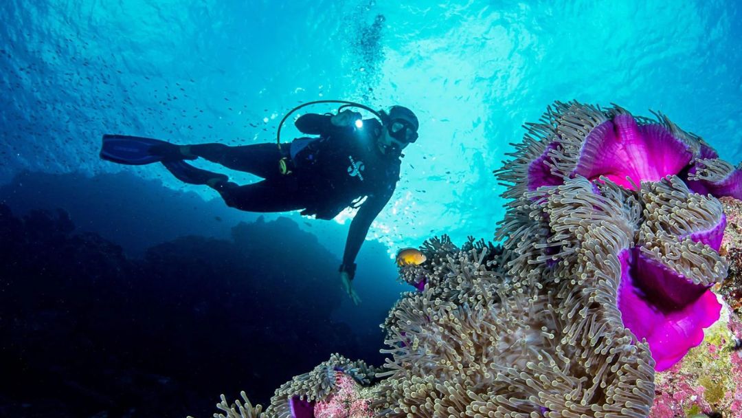 Scuba Diving Astove Coral House Seychelles